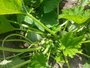 Ronde courgette