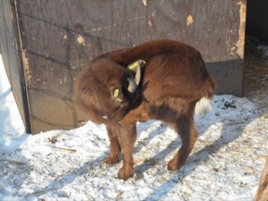 Ebbie in de sneeuw