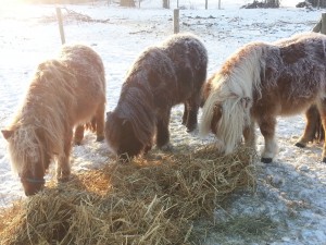 Paarden in de sneeuw