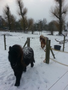 De pony's genieten erg van de sneeuw!!