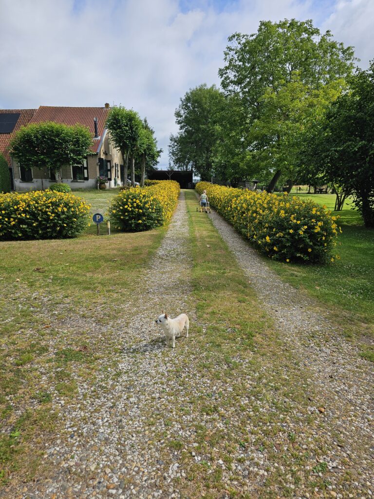 De huidige afbeelding heeft geen alternatieve tekst. De bestandsnaam is: Hersthooi-in-bloei-scaled.jpg